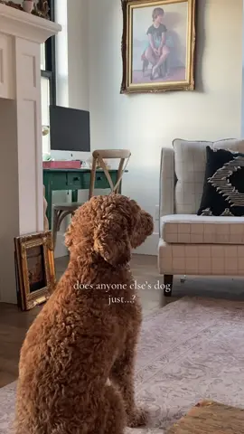he looovvvves movies and shows and anything… i swear he is part human 🐶