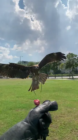 black kite lượn  #chimđạibàng #trending #tiktokgiaitri 