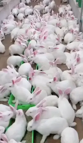 mô hình nuôi thỏ công nghiệp mang lại hiệu quả kinh tế cao bà con ta nên áp dụng  #giaitritiktok  #nongdan 