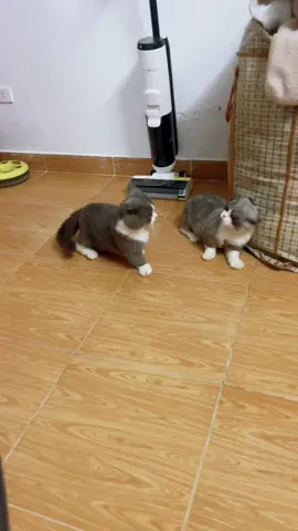 lục đục nội bộ😂 #cat #xh #pet 