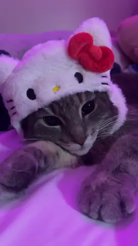 hello kitty #fyp #foryou #foryoupage #hellokitty #kitty #greytabby #cat #cattok #catsoftiktok #pet #pettok #cutecat #sanrio #sanriotiktok #xyzcba 