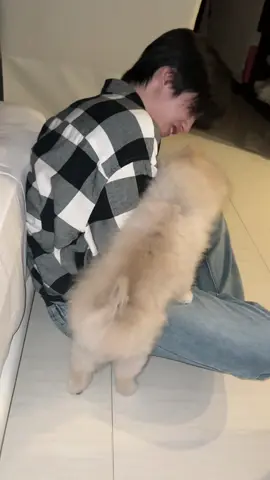 อย่ามาจับ!!! … พี่ภูแอคติ้งค่า หนูไม่ได้กัดพี่ภูน้า😆… หนูชอบให้พี่ภูเกาพุงให้ค่า💕🧸👦🏻💕  #PHUTATCHAI #ภูธัชชัย  #คุมะจัง4ขวบ11เดือน 