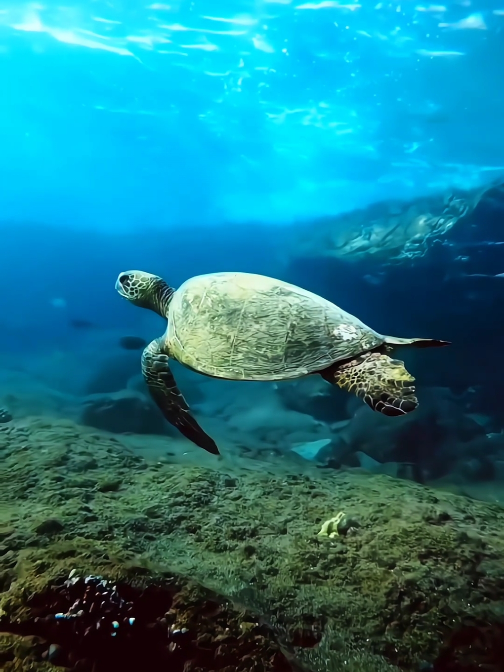 #exotic #fish #ocean #relax #sea 