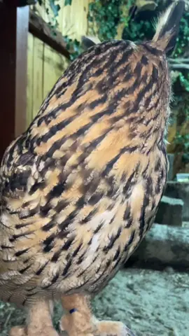 #sowajaga #owl #búho #フクロウ #coruja #بومة #сова 