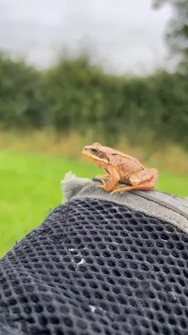 Made a new friend 🙂 🐸 #frog  #irishfrog #hophop 