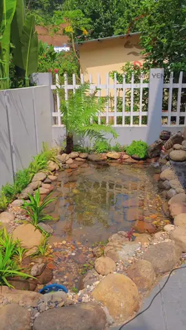 Một chiếc hồ nhỏ xinh kết hợp suối bên hông nhà bên mình mới hoàn thiện tại thành phố Yên Bái. Cảm ơn gia đình đã tin tưởng và ủng hộ 🥰  #viral #koipond #swimingpool #sanvuon #sanvuondep #xuhuong #xuhuongtiktok #tieucanhsanvuon #hocatunhien #hocaxepda #beboitunhien #naturalpond #pondorganic 