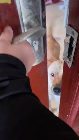 #coquetry #dog #cute 