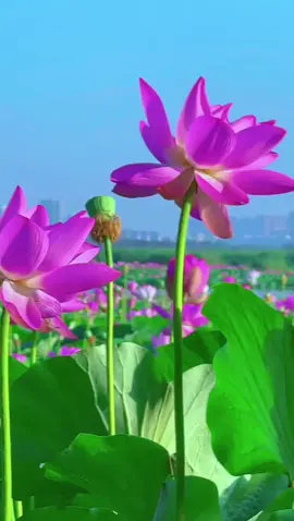 연꽃 Lotus Flowers #flowershower #flowerkiss #flowers #꽃 #鲜花 #lotusflowers #korea 