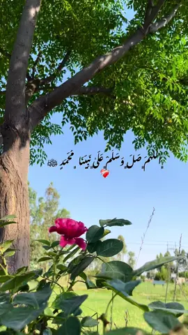 #صلي_علي_النبي (بەیانی رۆژی هەینیە صڵاوات لەبیر مەکەن.!🤲🏼❤️‍🩹