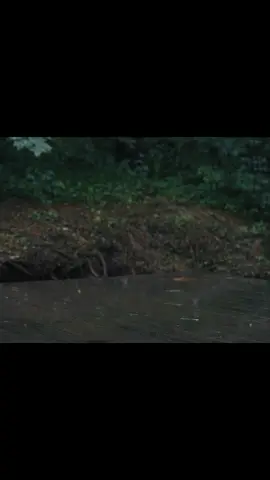 camping  #shellter #campingtents #campingideas #campinglife #building #camping 