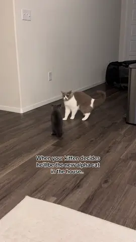 He said I’m the alpha now 😼 #catsoftiktok #funnycat #funnypets #cutecat #alphacat #catsiblings 