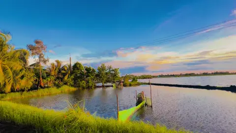 Xin a đừng khóc vì ta đâu thể nuôi nhau bằng ánh sao trời ! #quehuong #94baclieu #congaimientay #chill #mientay #canhdep 