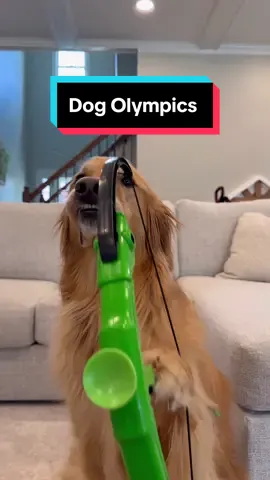 My dogs tried the dog olympics and FAILED! #dog #goldenretriever 