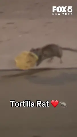 New #NYC rat unlocked 🔓#tortillarat 