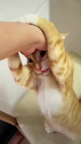 #kucing #cat #kucing #cat #kucing #kucing #cat 
