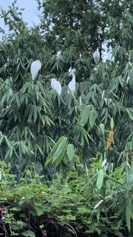 停留在树上的小鸟🐦
