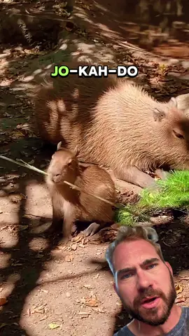 Jo-kah-do🥋 #capybara #animals #facts Video Credit @no_pelican_plz  @sacramentozoo  Music Credit Filter, The Crystal Method - (Can’t You) Trip Like I Do