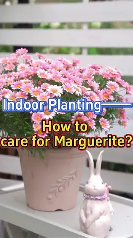 #garden #gardening #gardeningtips #plants #planting #plant #homegarden #gardentools #houseplant #houseplants #indoorplants #indoorgarden #backyard 
