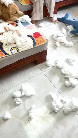 #dogsoftiktok #goldenretrieverlife #cutedog #funnydogs 