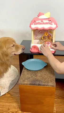 #goldenretrieverlife #dogsoftiktok #funnydogs 