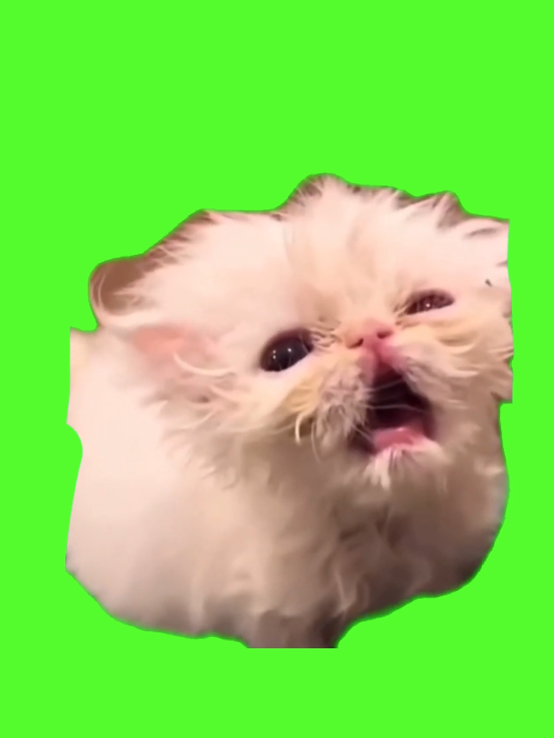 Wisp the cat but it’s cod zombie sound #wisp #zombie#greenscreen#kitten#fyp#fypシ #meme#angrycat #pet
