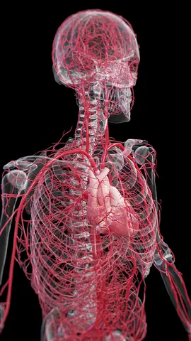 🌟 How Do Arteries Work? 🌟 Learn about the arteries that carry oxygen-rich blood from your heart to your entire body. #HealthFacts #CirculatorySystem #SciePro #EduTikTok #cardiology #anatomy #med #meded #medstudent #study #Science #medart #3d #animation #unity3d #health #education