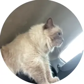 #популярный #рекомендации #кот моник на вайбах 😹