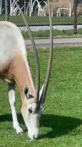 Discover the Saola: The Elusive 'Asian Unicorn' of Vietnam and Laos! 🦄🌿  #Saola #AsianUnicorn #RarestAnimal #VietnamWildlife #LaosWildlife #NatureMystery #WildlifeWonders #EndangeredSpecies #ExploreNature #ViralTikTok