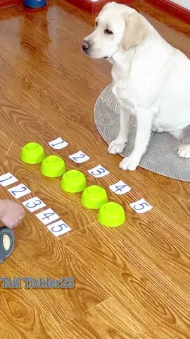 New Dog's Funny Challenge, Funny 😀🤣 Dog's Video #funnyshorts #funnyanimals #dogvideos #dog #viral #funny #fouryou #fyp 