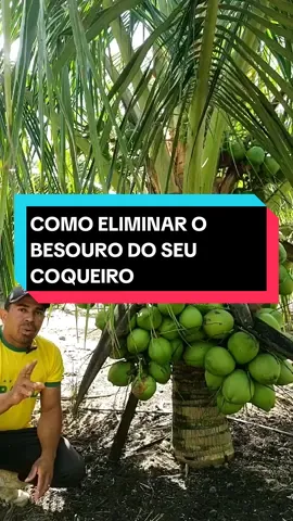COMO ELIMINAR O BESOURO DO SEU COQUEIRO? #roça#agro #trabalho #fyp #CapCut 