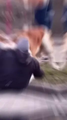 Watch the chaos unfold as a man jumps into the middle of a dog fight, only for his pants to fall down! With zero training and a whole lot of mishaps, this guy's attempt to break up the fight is unforgettable. Witness the wild scene and see how proper training could have prevented this pants-down disaster. #DogFight #EpicFail #PantsDown #Chaos #DogFail