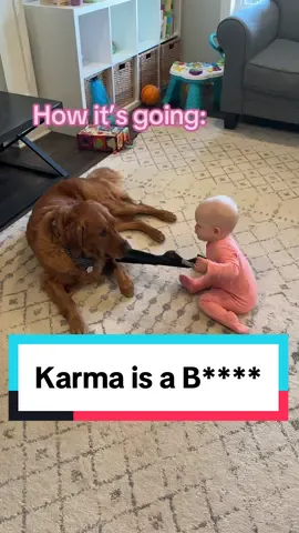 Karma is a b****, Kobe 😂 #kleptokobe #kleptodog #kleptobaby #dogandbaby #Siblings #dogsoftiktok 
