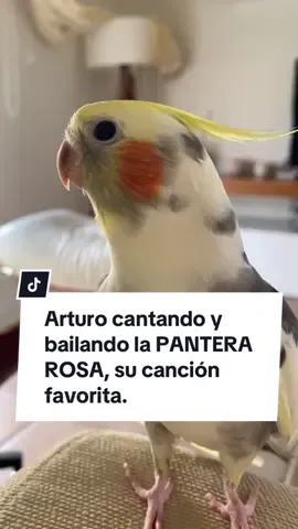 Arturo cantando y bailando la PANTERA ROSA, su canción favorita. #arturoninfa #ninfa #ninfas #ninfacantando #ninfacantando #ninfascarolinas 