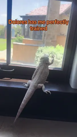 Dolores has me perfectly trained. When she wants to go outside, we go outside. #wandasweezoo #beardeddragon #boss #smart #animal #outside #sunshine 