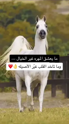 #العشق #خيال #الاصيله #القلب #موسيقى #الضوء_الشارد#خيل #خيل_وخياله🐎 #الخيل_العربي_الاصيل🐎 #استعراض 