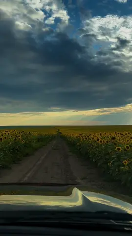 field with a thousand suns🌻 East Kazakhstan📍