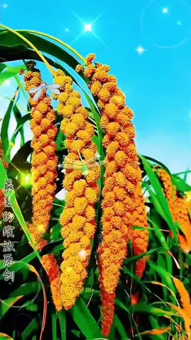 #Send joy to you in front of the screen