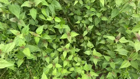 Dù cuộc sống có ném cho bạn điều gì, hãy can đảm đối mặt với nó và sống hết mình vì ngày hôm nay là của bạn!#xuhuong #fyp #tiktok #binhyen #vthong #xuhuongtiktok #chil 