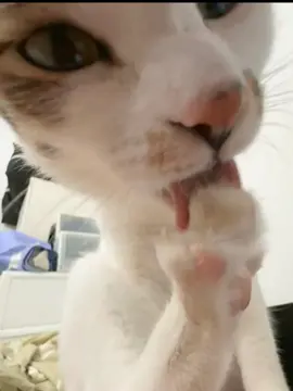 #cat #catsoftiktok #kittensoftiktok #kitten #foryou #fyp 