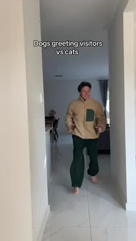 The cat has had enough 🐈‍⬛ #pets #cats #dogs #visitors 