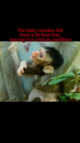 Poor baby and mother#🥹#monkey #monkeys #foryou 