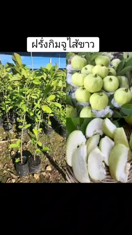 ต้นฝรั่งกิมจูไส้ขาวกิ่งตอน#ฝรั่งกิมจู #พร้อมส่ง #tiktokครีเอเตอร์ #เปิดการมองเห็น 