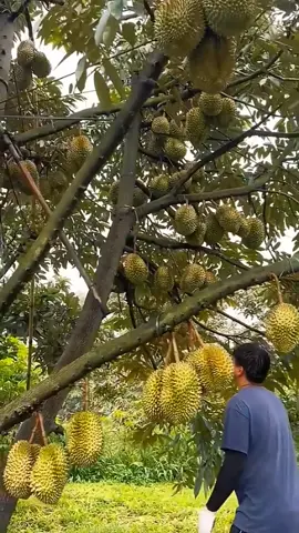 Pohon buah durian berbuah lebat #fyp #trending #viral #reels #shorts #vod #fbpro #facebookpro #pemula #pertanian #agriculture #farming #perkebunan #kebun #gardening #garden #harvesting #durian #duren #buahduren #kebundurian 