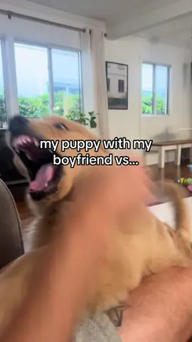 My puppy with my boyfriend vs with me 👹👼🏻  #goldenretriever #puppy #crazypuppy #foryoupage #landshark