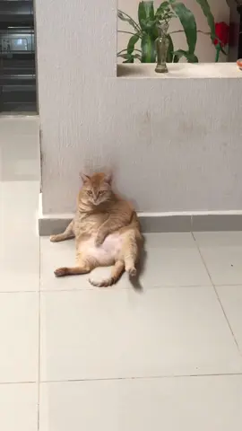 UN GATO GORDO NARANJA PARA VARIAR #cat #gato #gatonaranja #gordo #diadelgato #missyou #textraño 