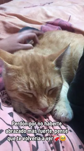 Te voy a extrañar siempre 🥹❤️#mascota #gatonaranja #hastaelcielo 