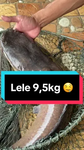 Lele 9,5kg 🤤.. Baru aja lemparan pertama langsung Babon 1 and SS 😂.. Hoki Guys 🙏🙏… Babon hanya Hoki saja.. #anglersayangtuhan #galatamalele #catfish 