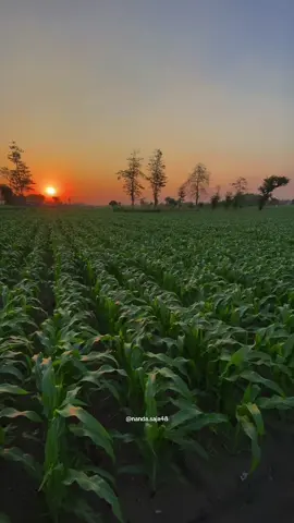 Masih muda kok jadi petani, ucap salah satu oknum hehe 😜 #petanimilenial #petanimudamilenial #petanimuda #petanimodern #petanijagung #pertanian 