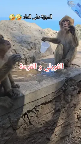 من أجمل الأماكن في بجاية  #ja3far_29 #bejaia06 