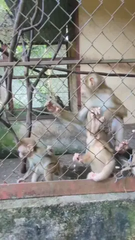 kaka monkey is looking out ❤️#kakamonkey # e ngáp rùi